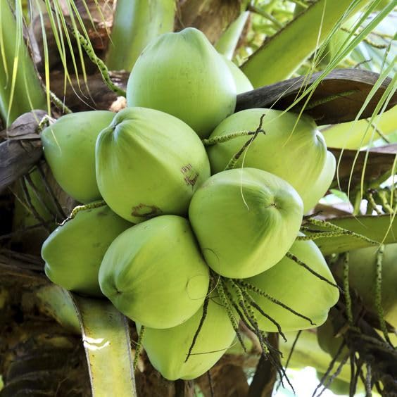 Platone Kerala Green Coconut Plant Tree.