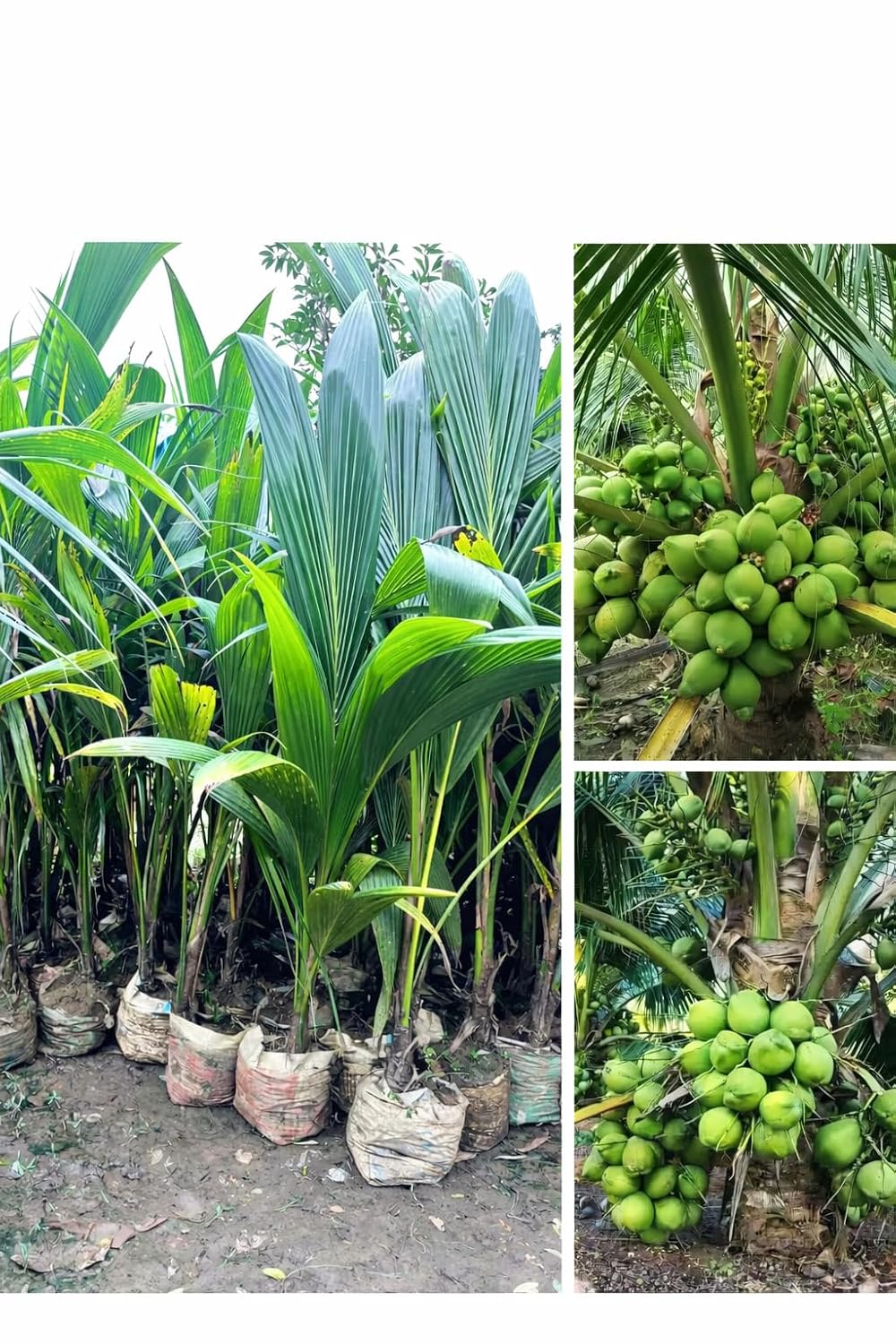 Platone Green Dwarf Coconut Live Coconut Palm Plant.