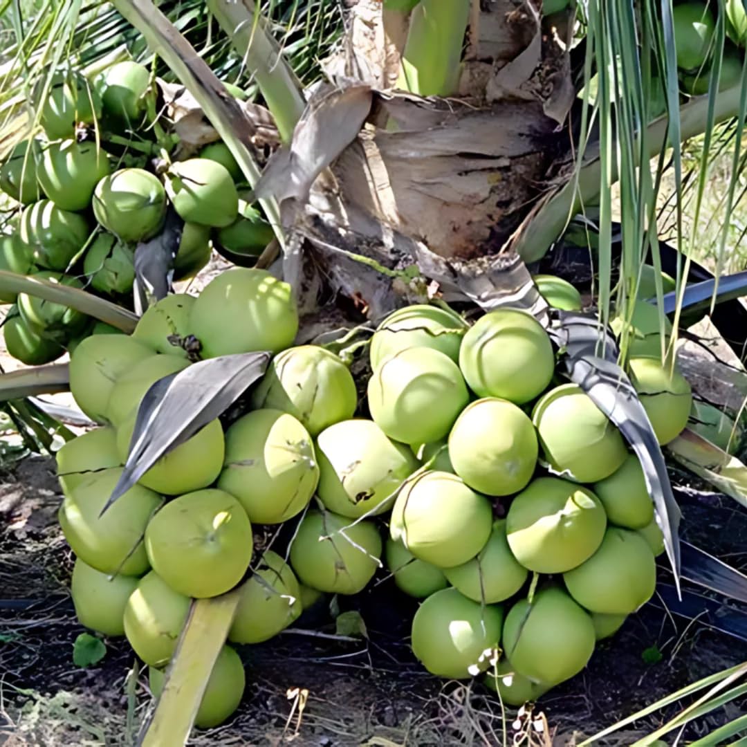 Platone Green Dwarf Coconut Live Coconut Palm Plant.