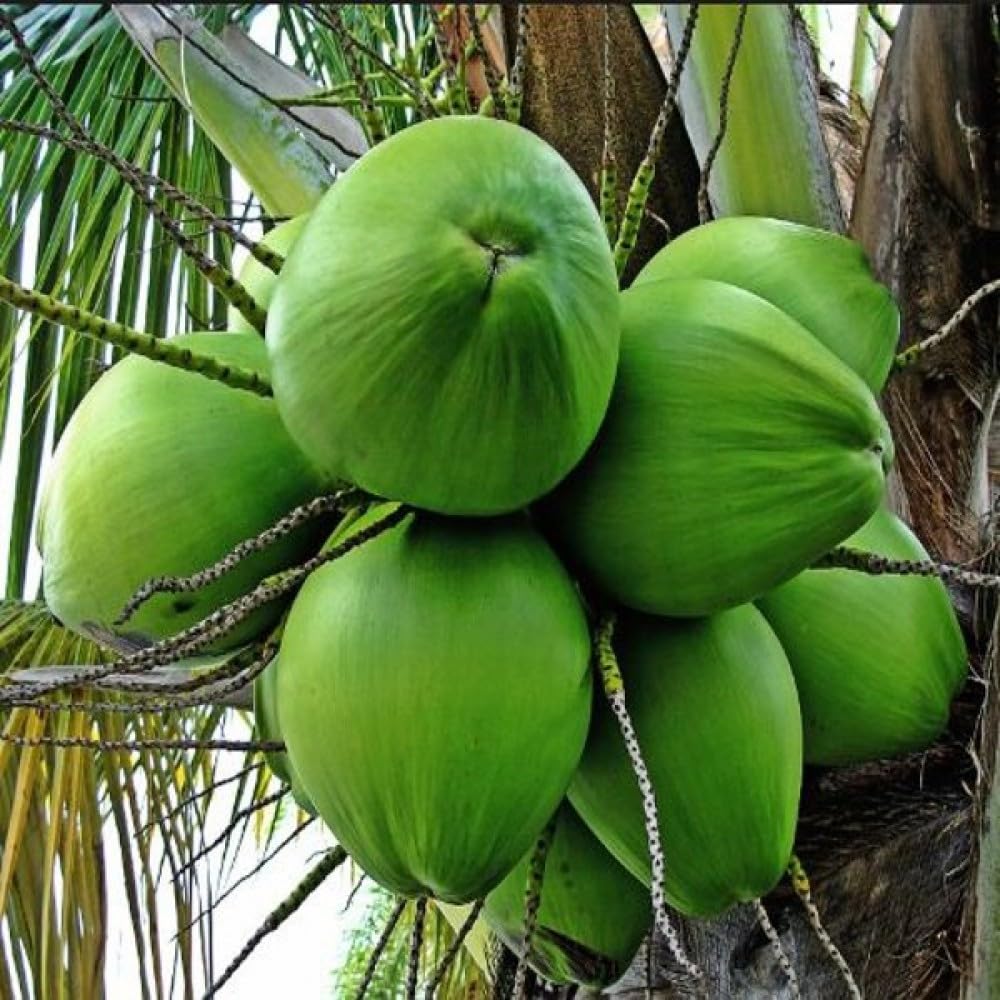 Platone Green Dwarf Coconut Live Coconut Palm Plant.
