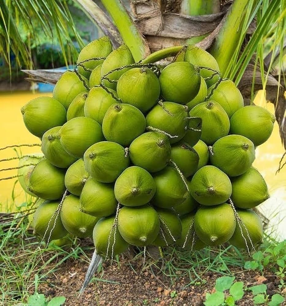 Platone Green Dwarf Coconut Live Coconut Palm Plant.