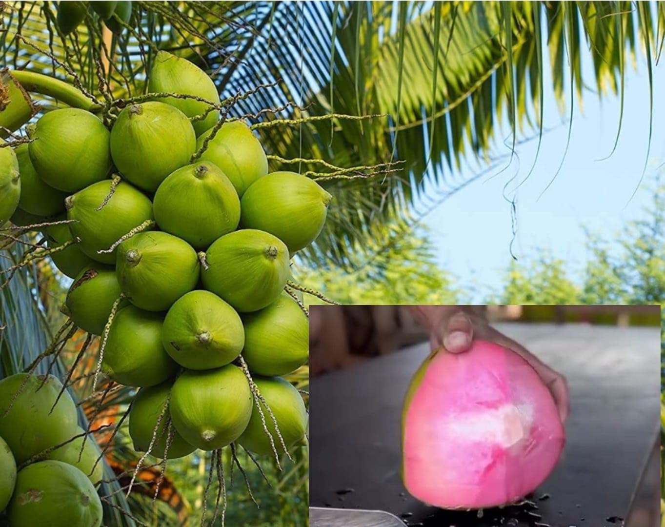 Platone Pink Coconut Tree Dwarf Coconut Tree Plant Fruit.