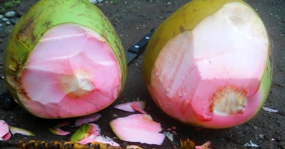 Platone Pink Coconut Tree Dwarf Coconut Tree Plant Fruit.