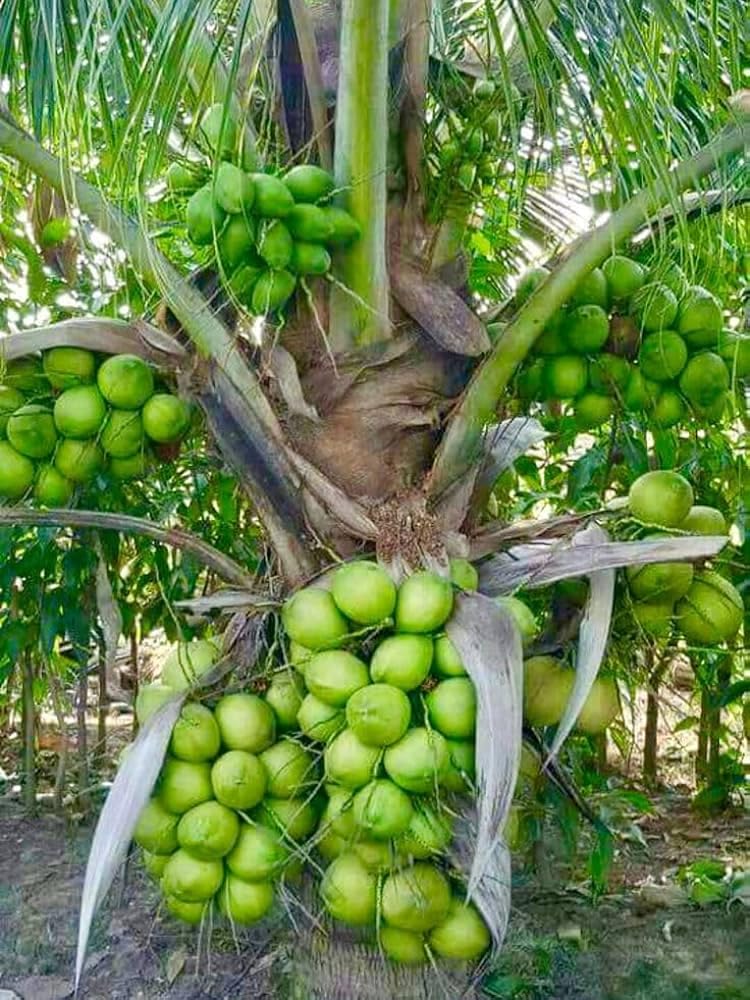Platone Pink Coconut Tree Dwarf Coconut Tree Plant Fruit.