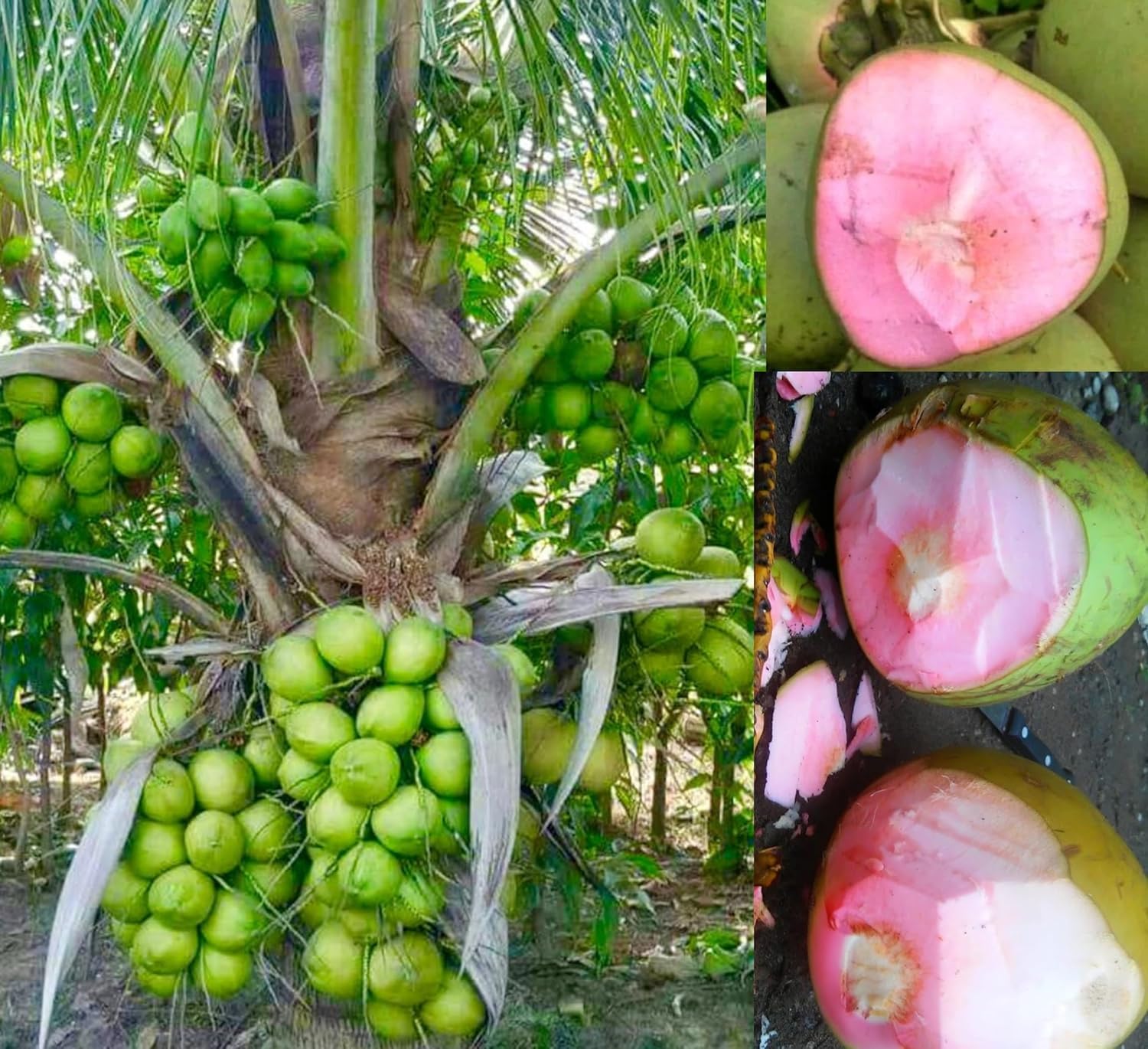 Pink Coconut Tree Dwarf coconut tree Plant Fruit.