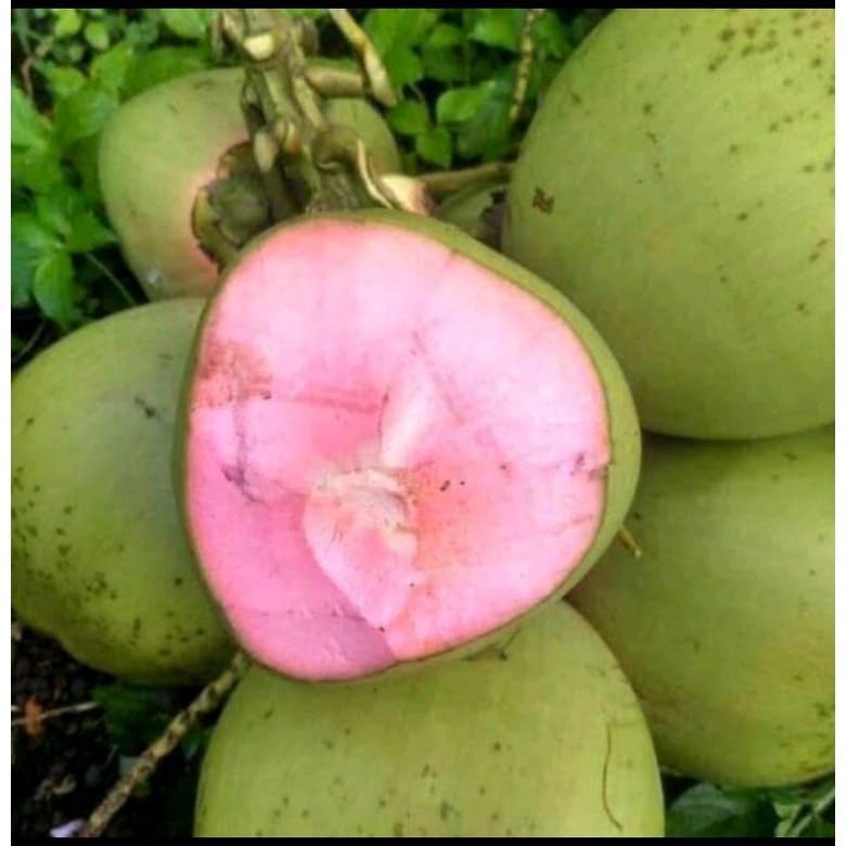 Pink Coconut Tree Dwarf coconut tree Plant Fruit.