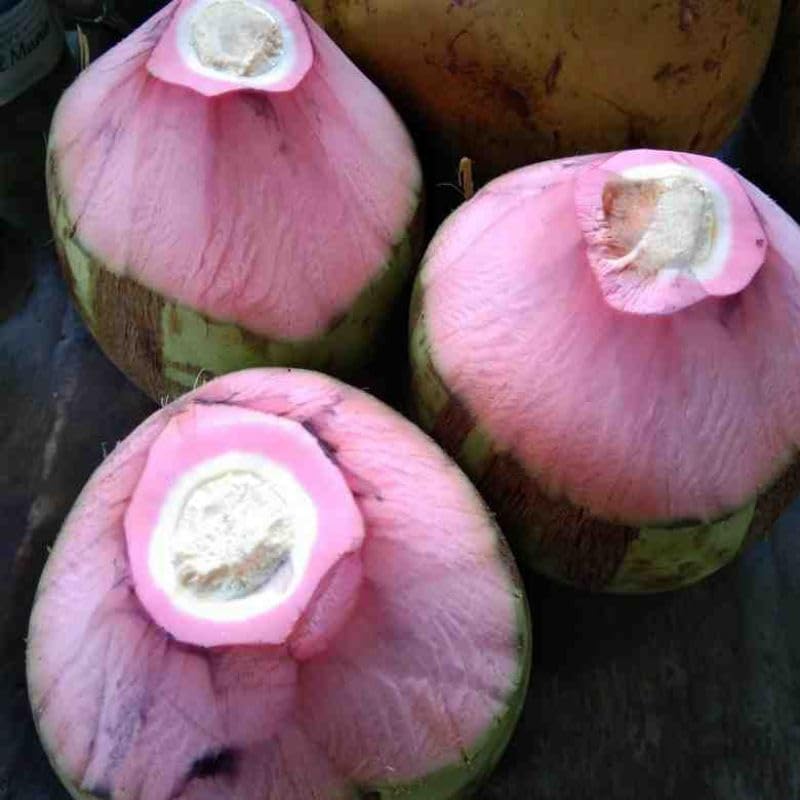 Pink Coconut Tree Dwarf coconut tree Plant Fruit.