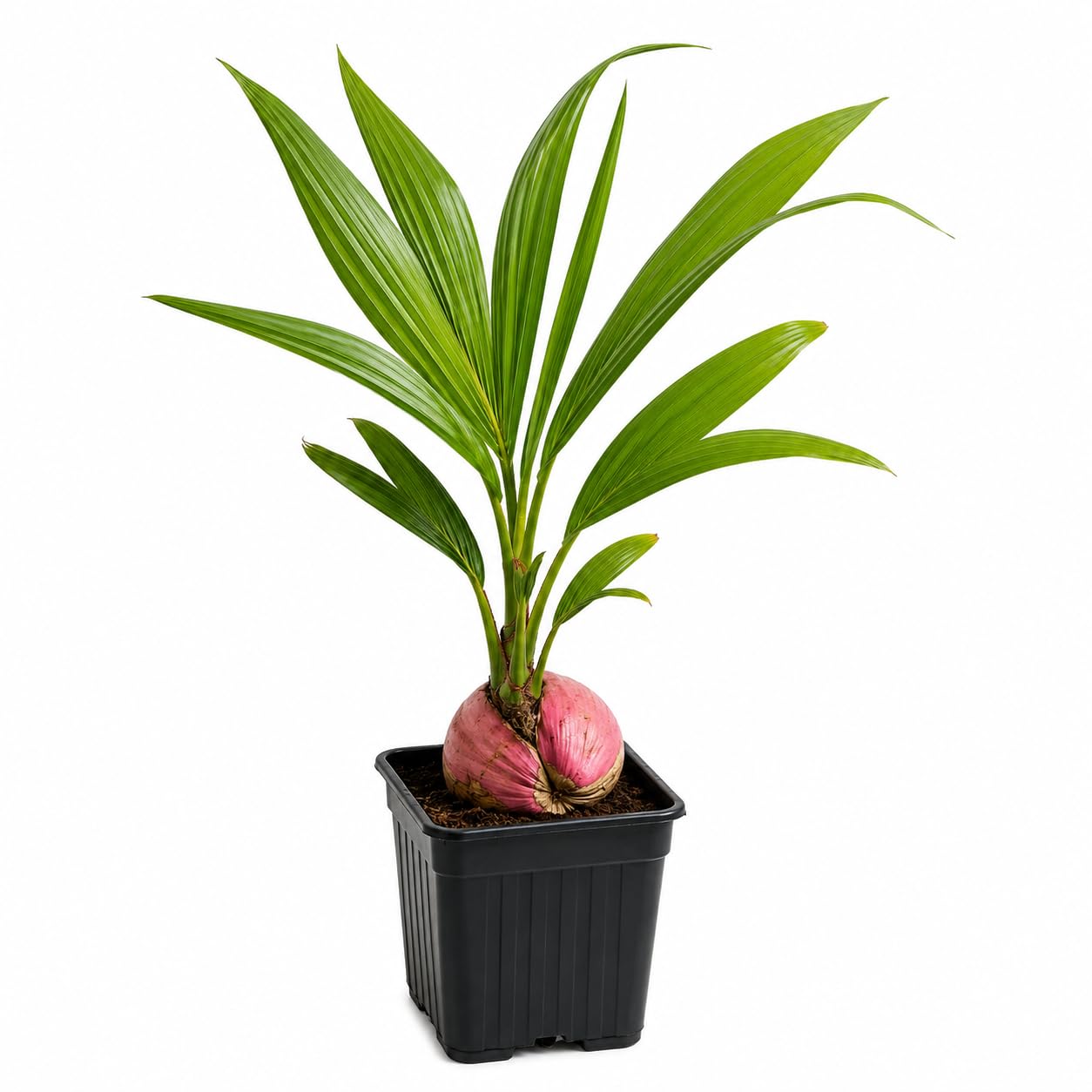 Pink Coconut Tree Dwarf coconut tree Plant Fruit.