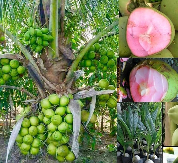 Platone Coconut Tree Plant Dwarf Pink Malay Dwarf Coconut Tree Live Plant.