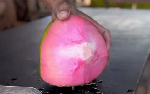 Platone Coconut Tree Plant Dwarf Pink Malay Dwarf Coconut Tree Live Plant.