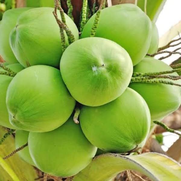 Platone Coconut Tree Plant Dwarf Pink Malay Dwarf Coconut Tree Live Plant.