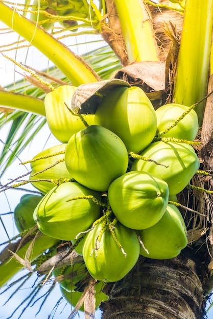 Platone Pink Coconut tree coconut plant for home garden Dwarf coconut plant fruit