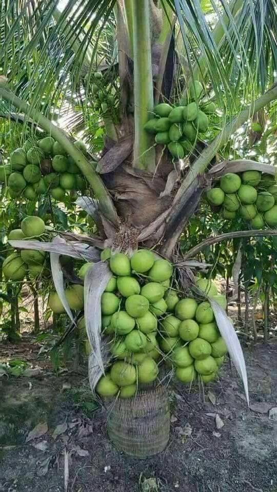 Platone Pink Coconut tree coconut plant for home garden Dwarf coconut plant fruit