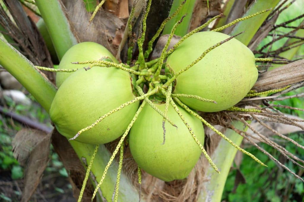 Platone Pink Coconut tree coconut plant for home garden Dwarf coconut plant fruit