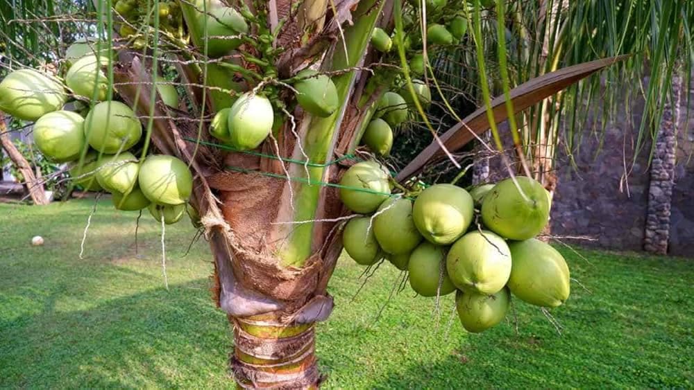 Platone Pink Coconut tree coconut plant for home garden Dwarf coconut plant fruit