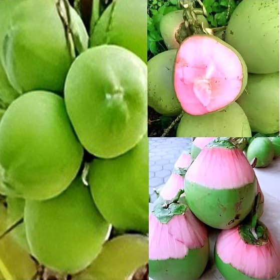 Platone THAI PINK" COCONUT PLANT || TREE Dwarf coconut tree Healthy Live Plant for Home Garden Tree plant.