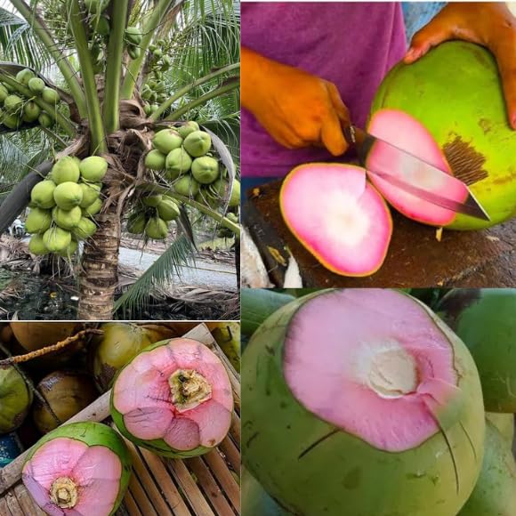 Platone THAI PINK" COCONUT PLANT || TREE Dwarf coconut tree Healthy Live Plant for Home Garden Tree plant.