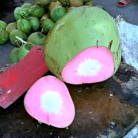 Platone THAI PINK" COCONUT PLANT || TREE Dwarf coconut tree Healthy Live Plant for Home Garden Tree plant.