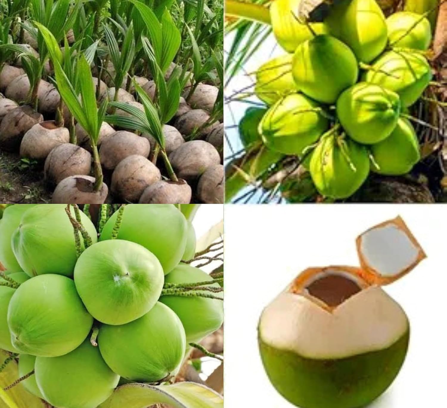 Platone Ganga Bardhan Coconut Nariyal Hybrid Dwarf Fruit Live Plant.