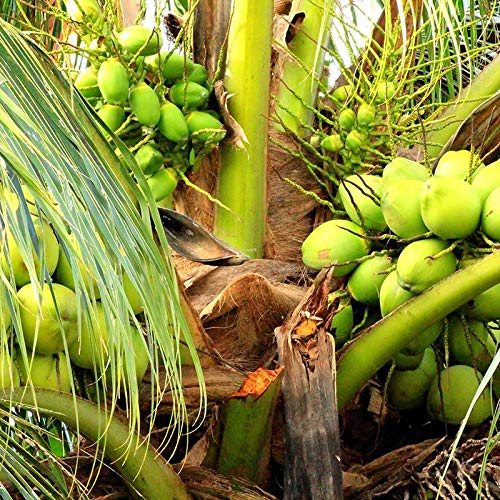 Platone Ganga Bardhan Coconut Nariyal Hybrid Dwarf Fruit Live Plant.