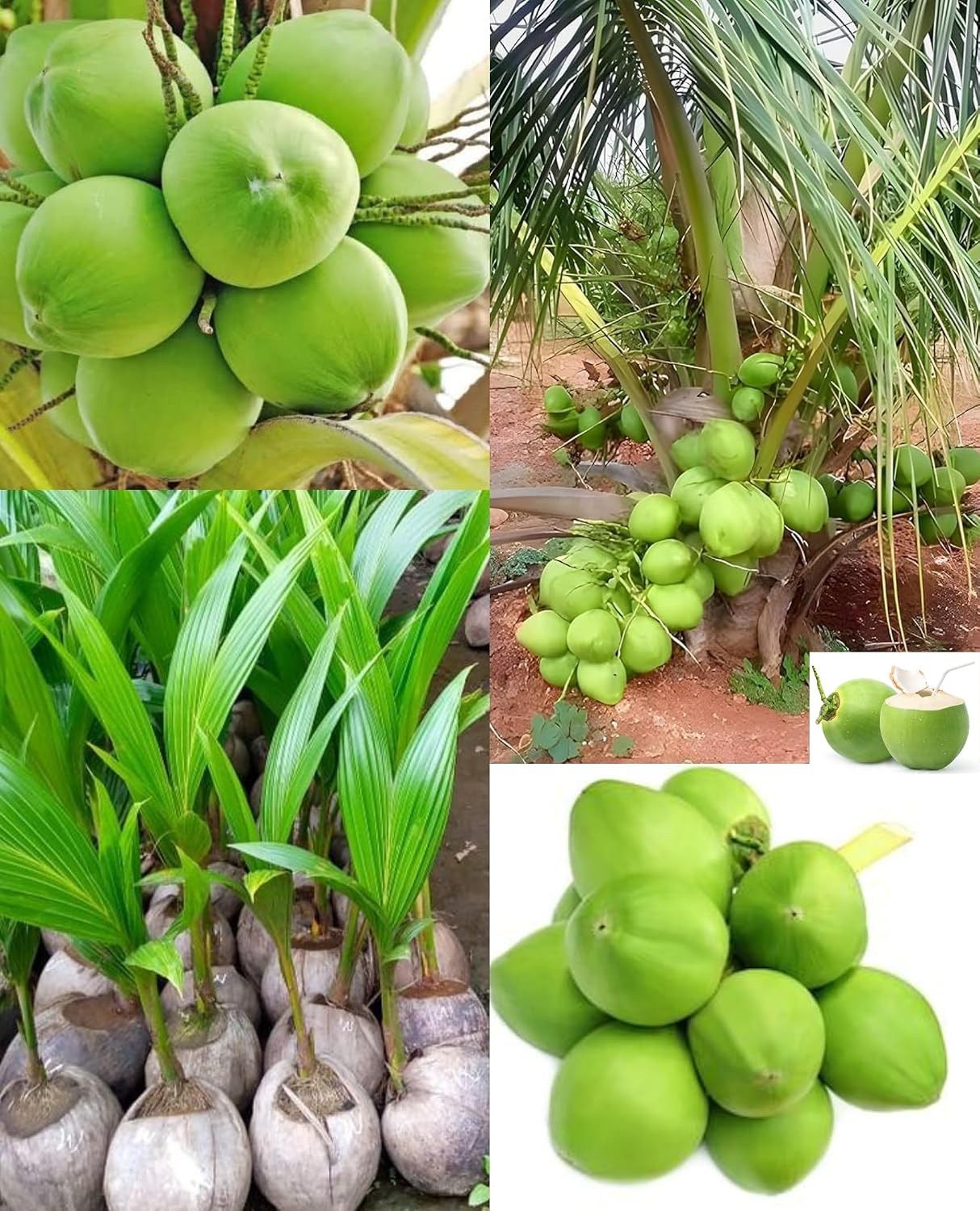Platone Ganga Bardhan Coconut Tree Plant Hybrid Rare Healthy Live Plant For Home Garden Plant
