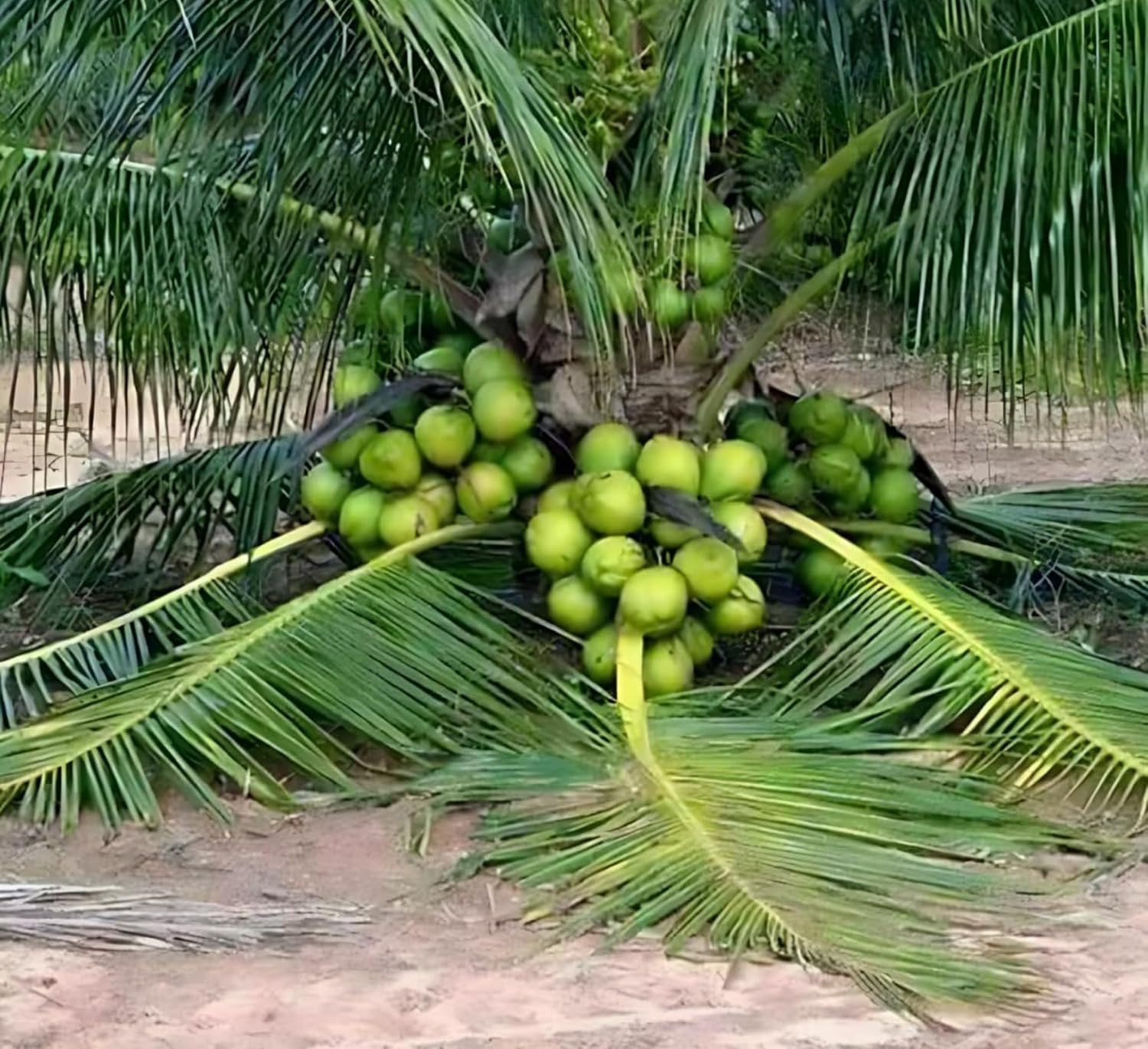 Platone Ganga Bardhan Coconut Tree Plant Hybrid Rare Healthy Live Plant For Home Garden Plant