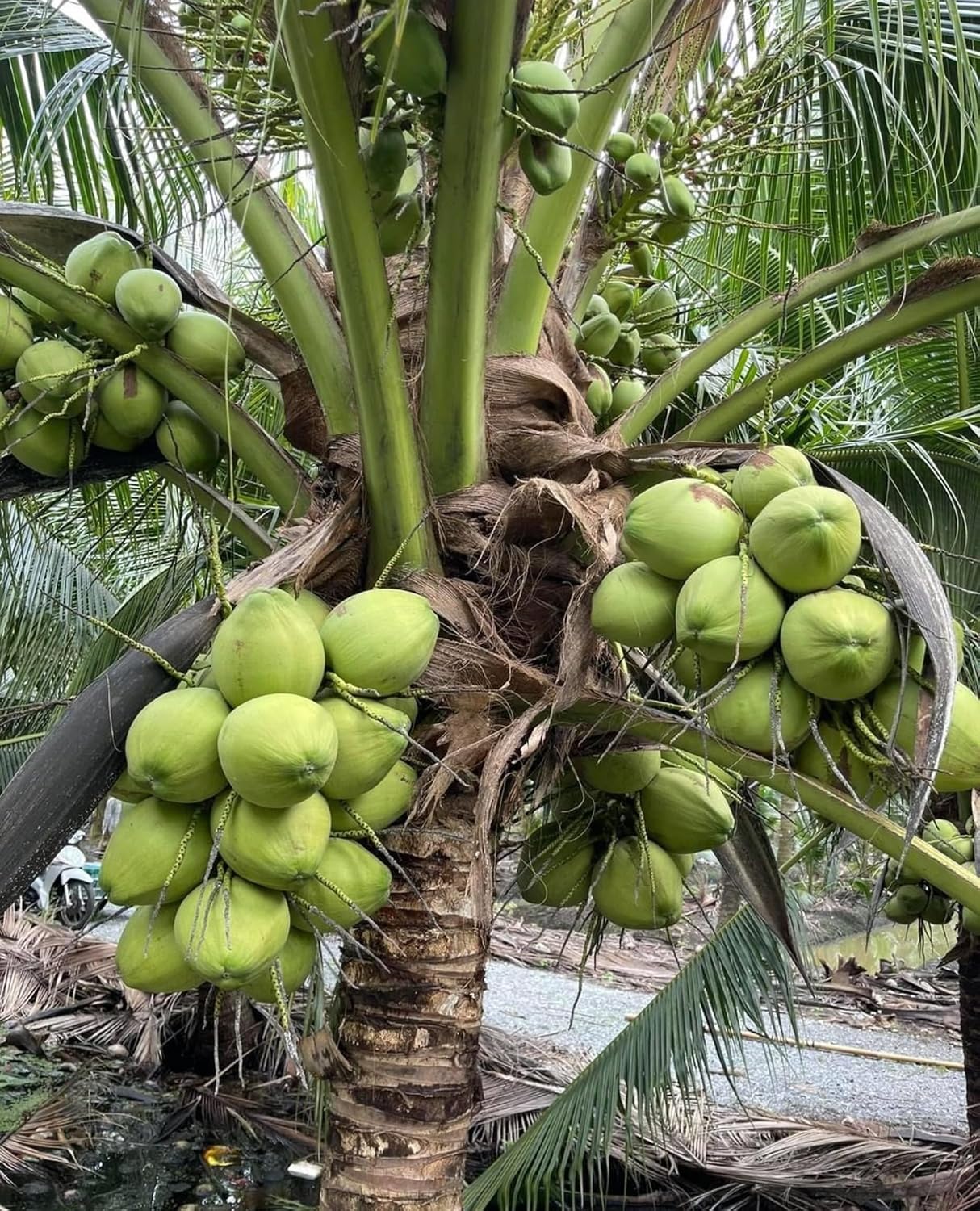 Platone Ganga Bardhan Coconut Tree Plant Hybrid Rare Healthy Live Plant For Home Garden Plant