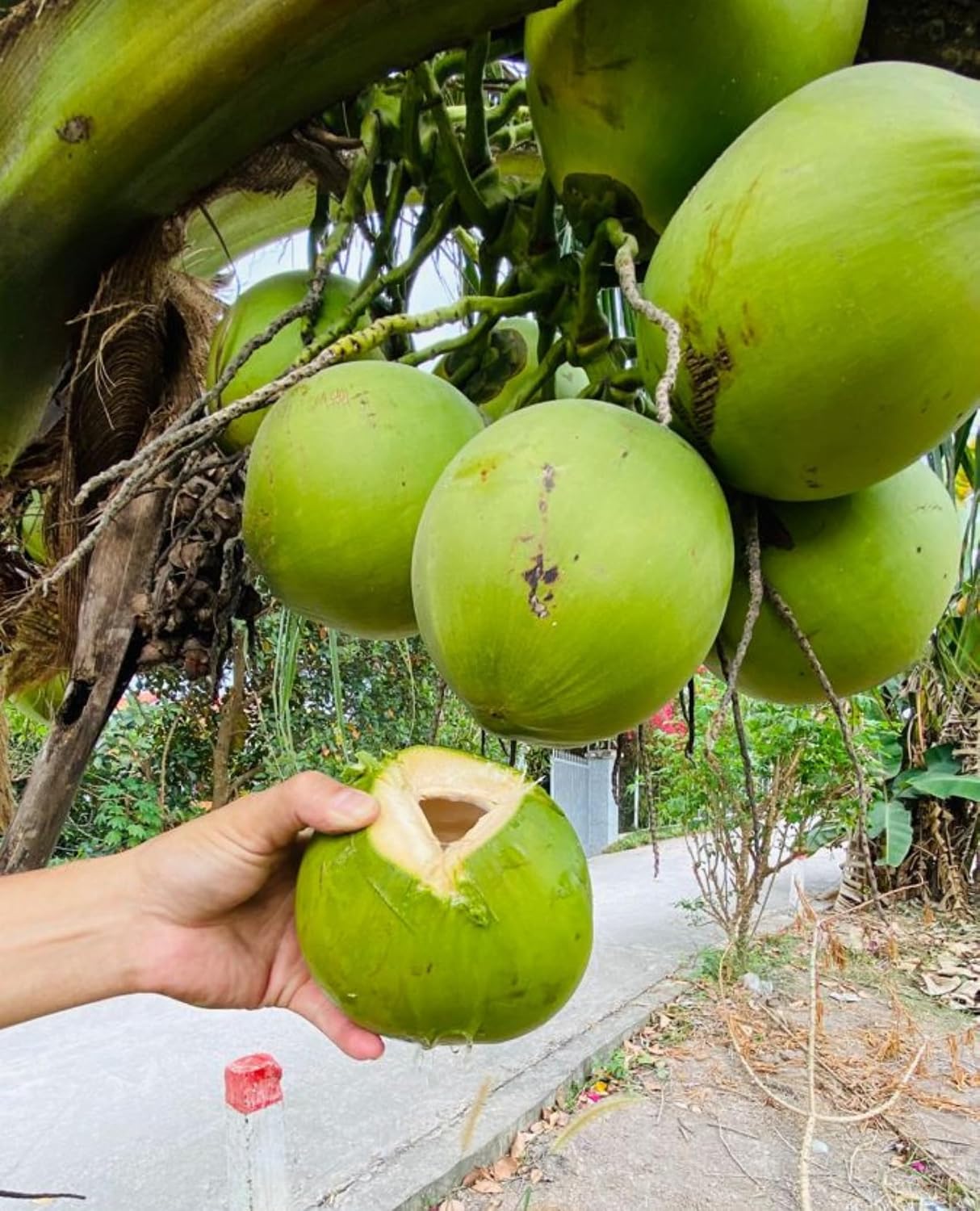 Platone Ganga Bardhan Coconut Tree Plant Hybrid Rare Healthy Live Plant For Home Garden Plant