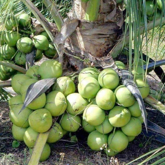 Platone Ganga Bardhan Coconut Nariyal Hybrid Dwarf Fruit Live Plant Fruit.