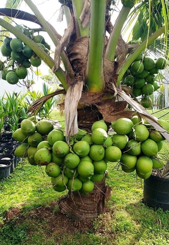 Platone Ganga Bardhan Coconut Nariyal Hybrid Dwarf Fruit Live Plant Fruit.