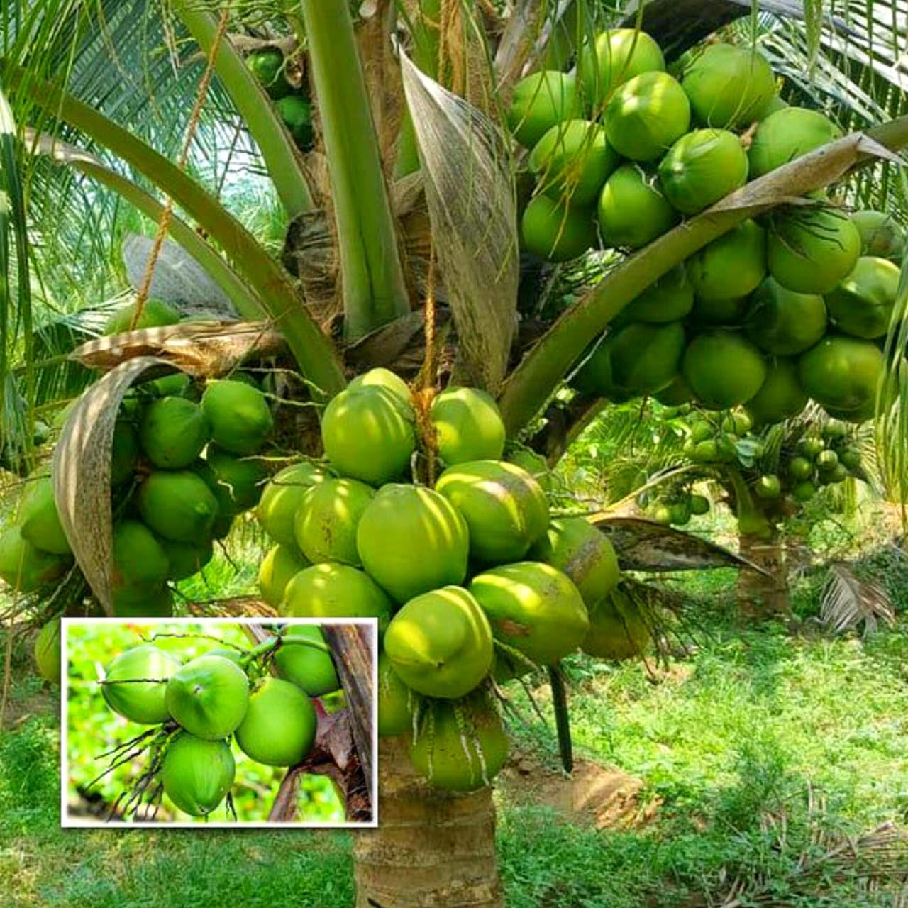 Platone Ganga Bardhan Coconut Tree Live Plant Fresh Most Expensive Variety (Pack of 1 Live plant)