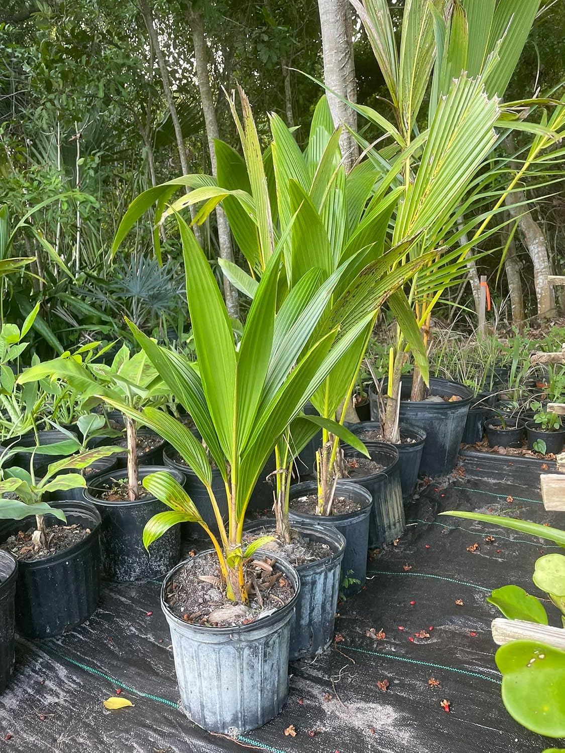 Platone Ganga Bardhan Coconut Tree Live Plant Fresh Most Expensive Variety (Pack of 1 Live plant)