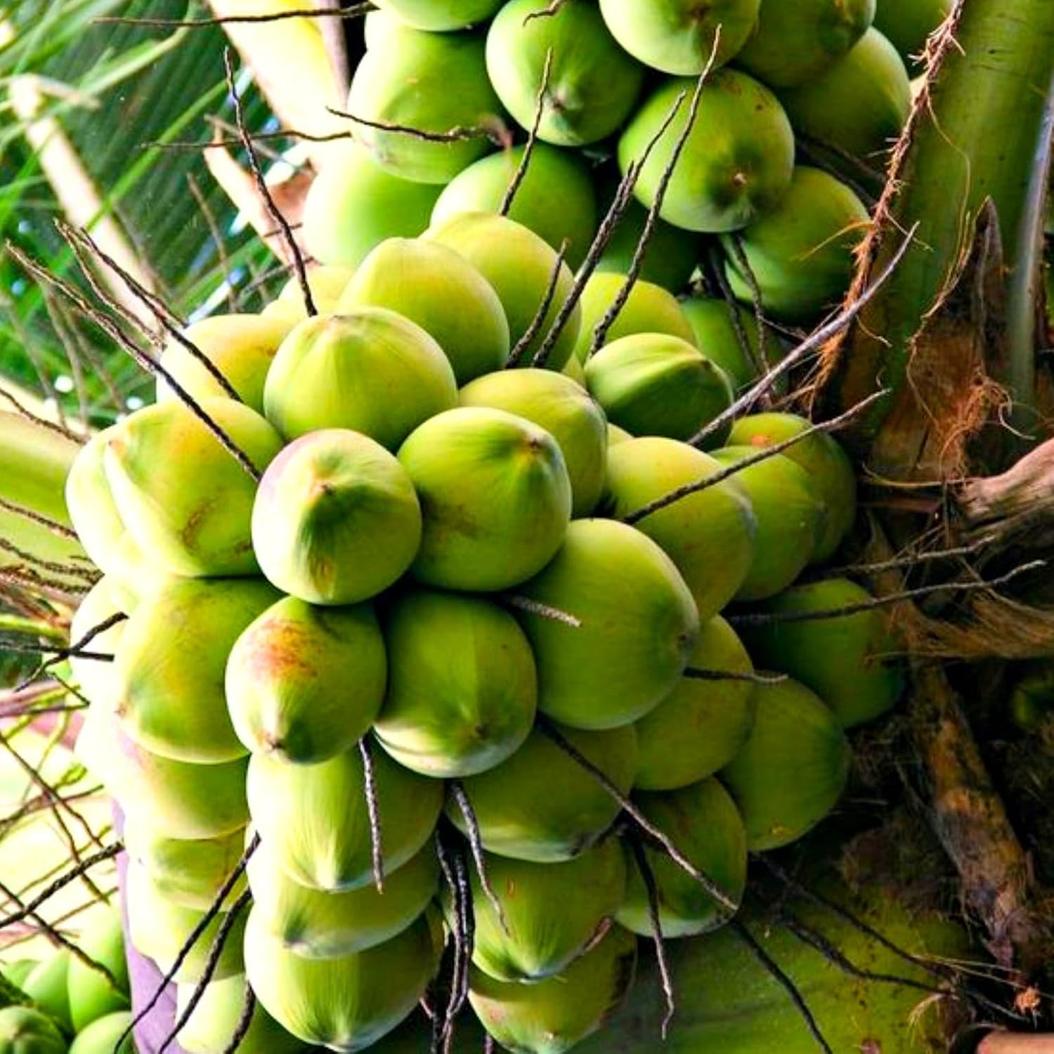 Platone Ganga Bardhan Coconut Tree Live Plant Fresh Most Expensive Variety (Pack of 1 Live plant)