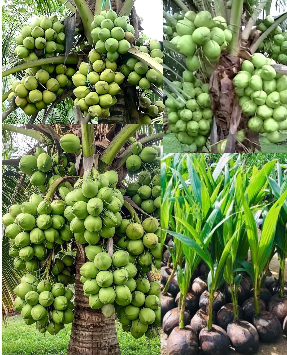Platone Hybrid IndianThousand | Hajari | Hazari Coconut Live plant