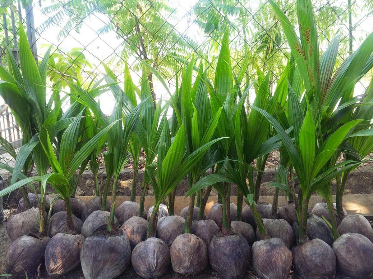 Platone Hybrid IndianThousand | Hajari | Hazari Coconut Live plant