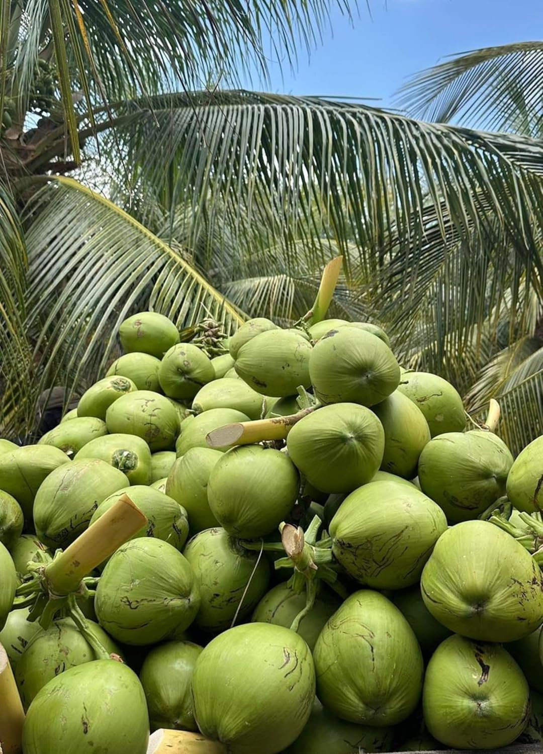 Platone Hybrid IndianThousand | Hajari | Hazari Coconut Live plant