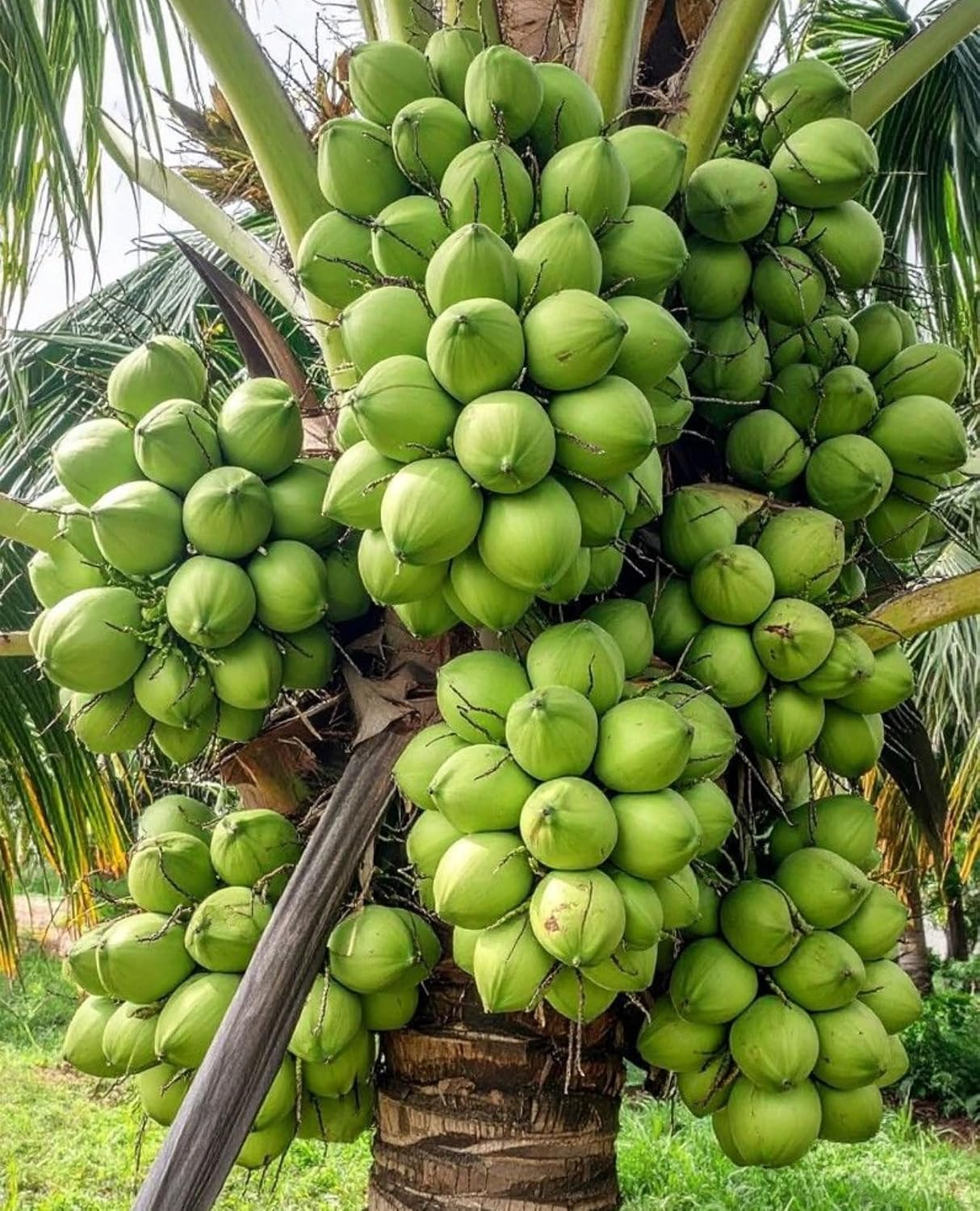 Platone Hybrid Indian Thousand Hajari Hazari Coconut Live plant High Yield Qualitative Dwarf Coconut Tree plant for Home Garden.