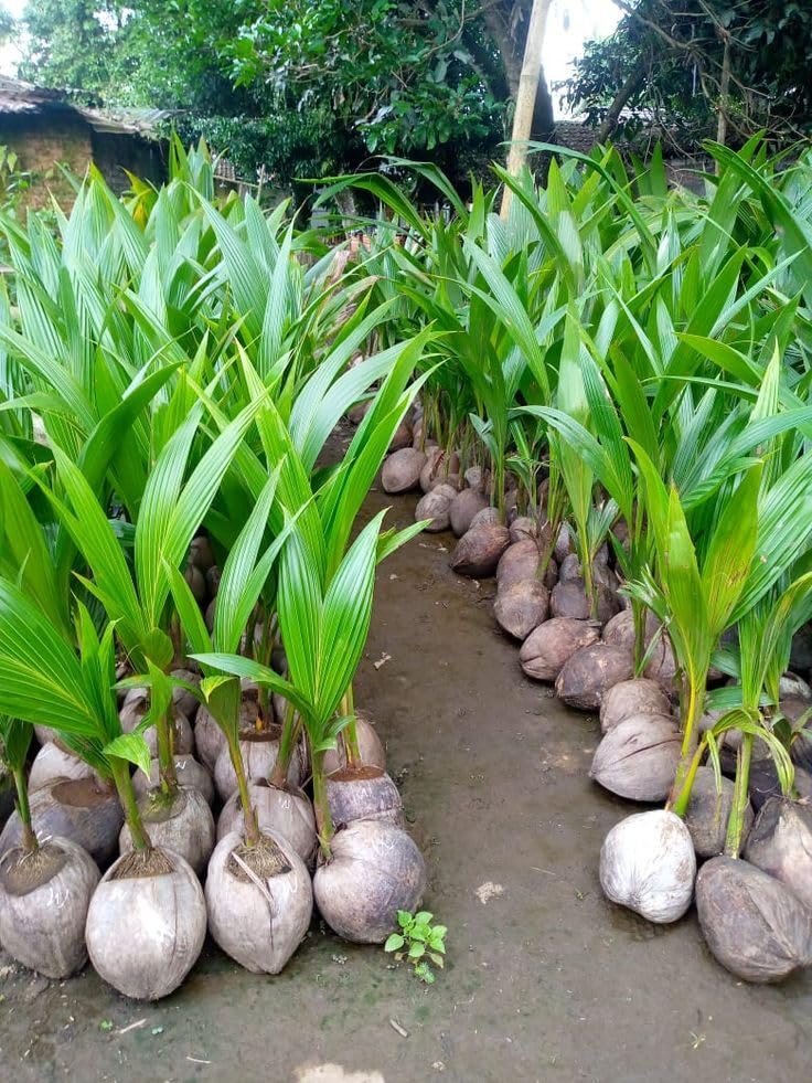Platone Hybrid Indian Thousand Hajari Hazari Coconut Live plant High Yield Qualitative Dwarf Coconut Tree plant for Home Garden.