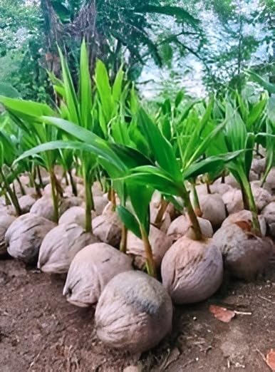 Platone Hybrid Indian Thousand (Hajari/Hazari) Coconut Live Plant | High Yield Dwarf Coconut Tree for Home Garden | Pack of 1