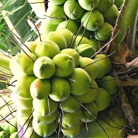 Platone Hybrid Indian Thousand (Hajari/Hazari) Coconut Live Plant | High Yield Dwarf Coconut Tree for Home Garden | Pack of 1