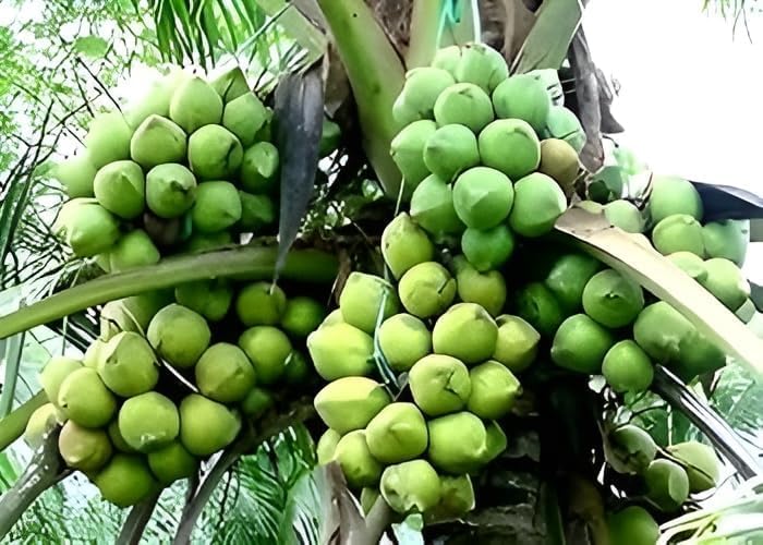 Platone Hybrid Indian Thousand (Hajari/Hazari) Coconut Live Plant | High Yield Dwarf Coconut Tree for Home Garden | Pack of 1