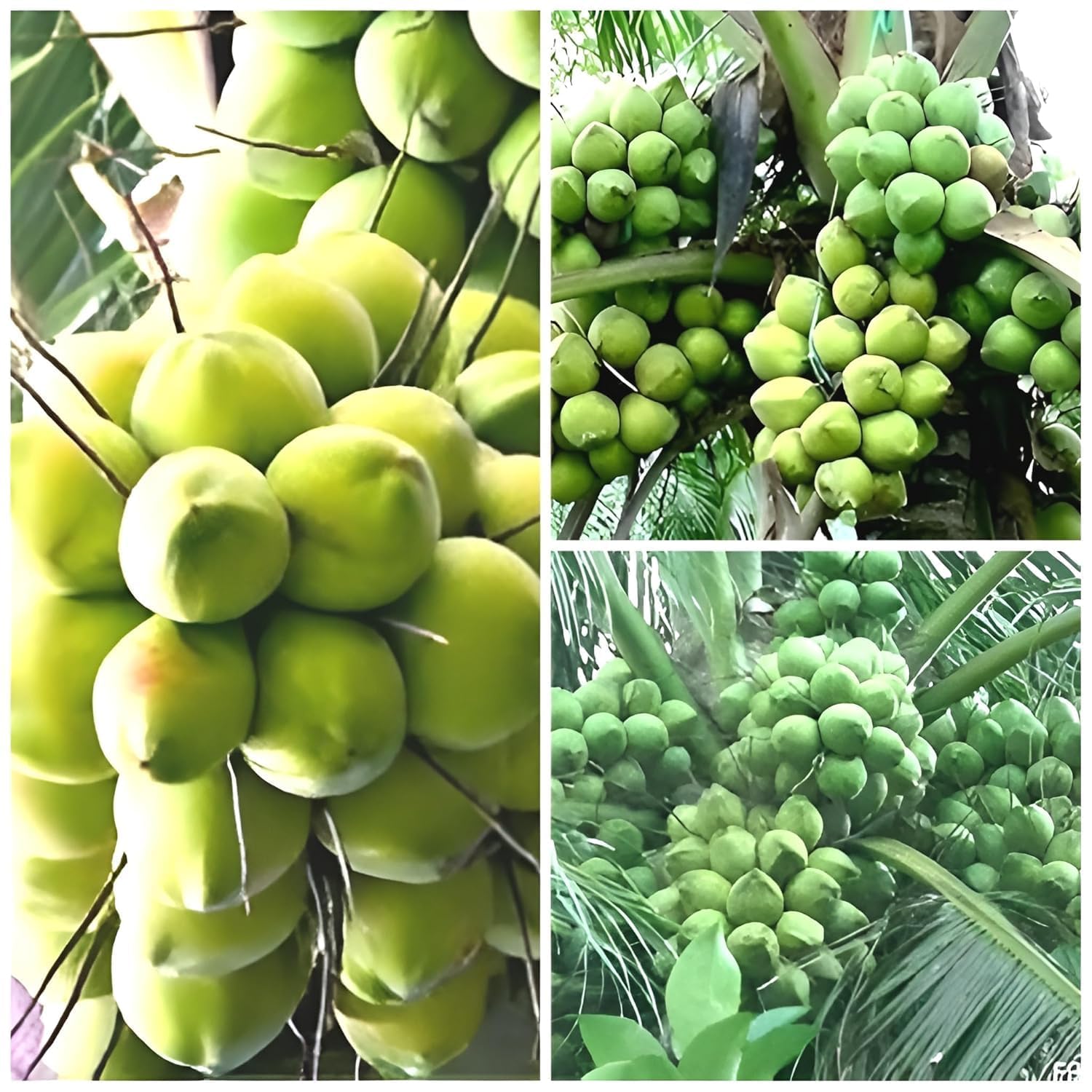 Platone Hybrid Indian Thousand (Hajari/Hazari) Coconut Live Plant | High Yield Dwarf Coconut Tree for Home Garden | Pack of 1