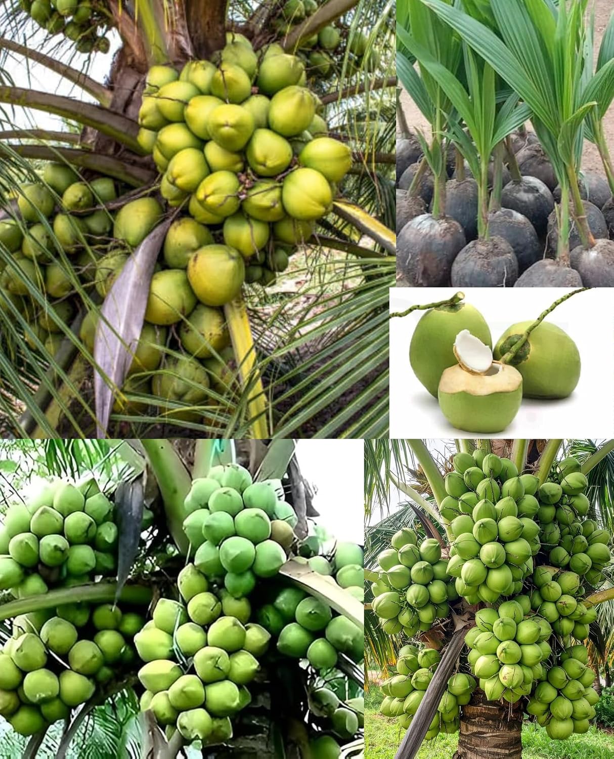 Platone Hybrid Indian Thousand Hajari Hazari Coconut Live plant High Yield Qualitative Dwarf Coconut Tree plant for Home Garden