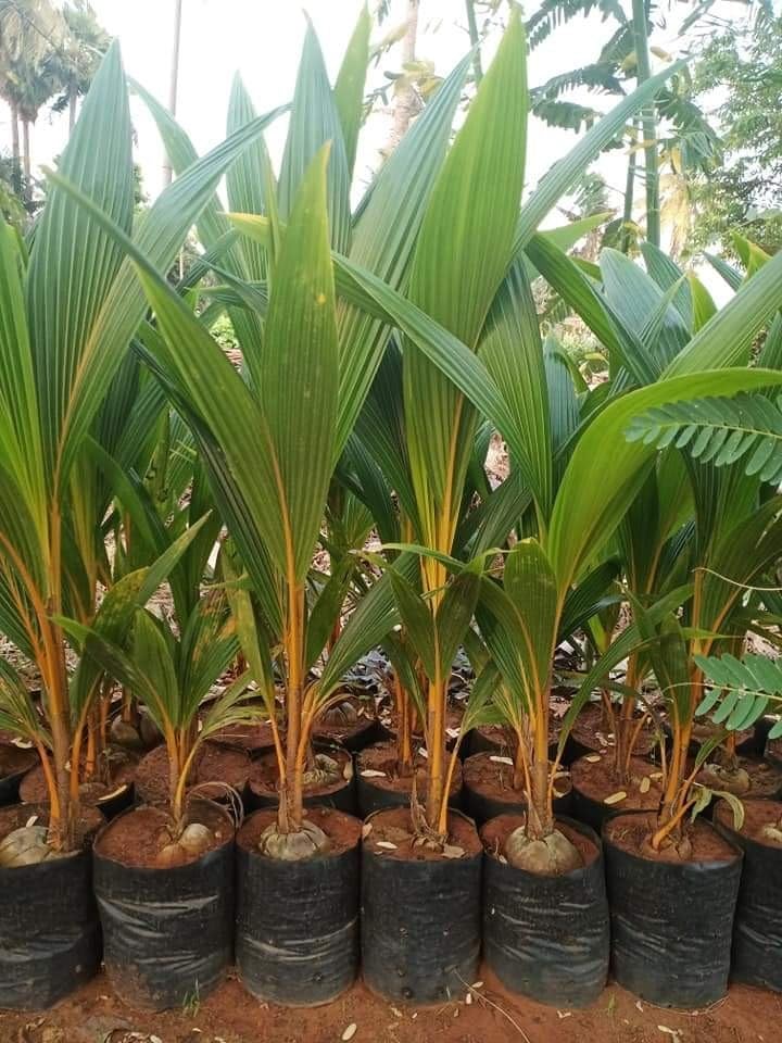 Platone Thousand Coconut Plant (Hajari/Hazari) | High-Yield Dwarf Coconut Tree