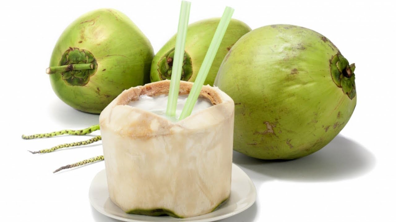 Platone Thousand Coconut Plant (Hajari/Hazari) | High-Yield Dwarf Coconut Tree