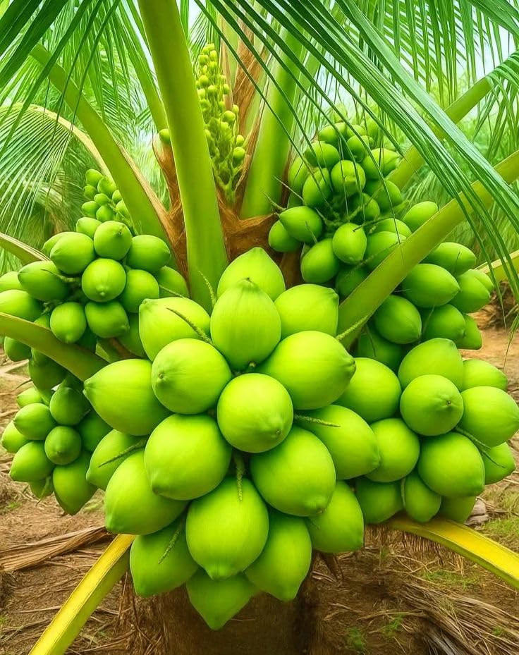 Platone Thousand Coconut Plant (Hajari/Hazari) | High-Yield Dwarf Coconut Tree
