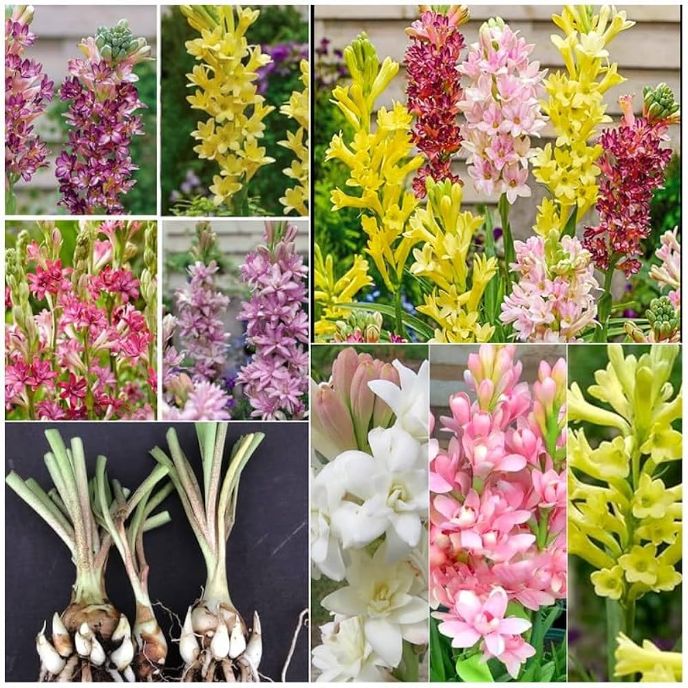 Rajnigandha (Tuberose) Bulbs 7 Color x 20 Pcs (Double Petal)