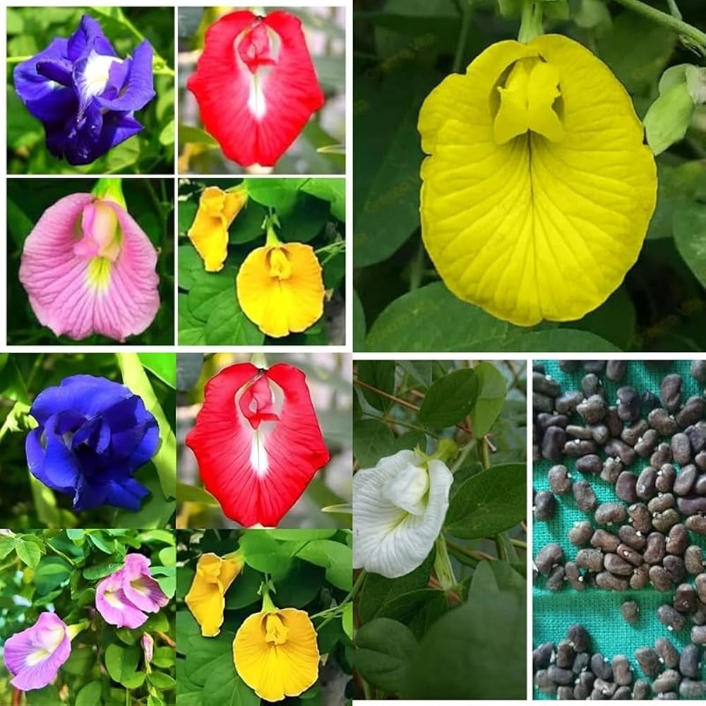 Clitoria Ternatea, Aparajita Mix Flower Seed - 100 Pcs