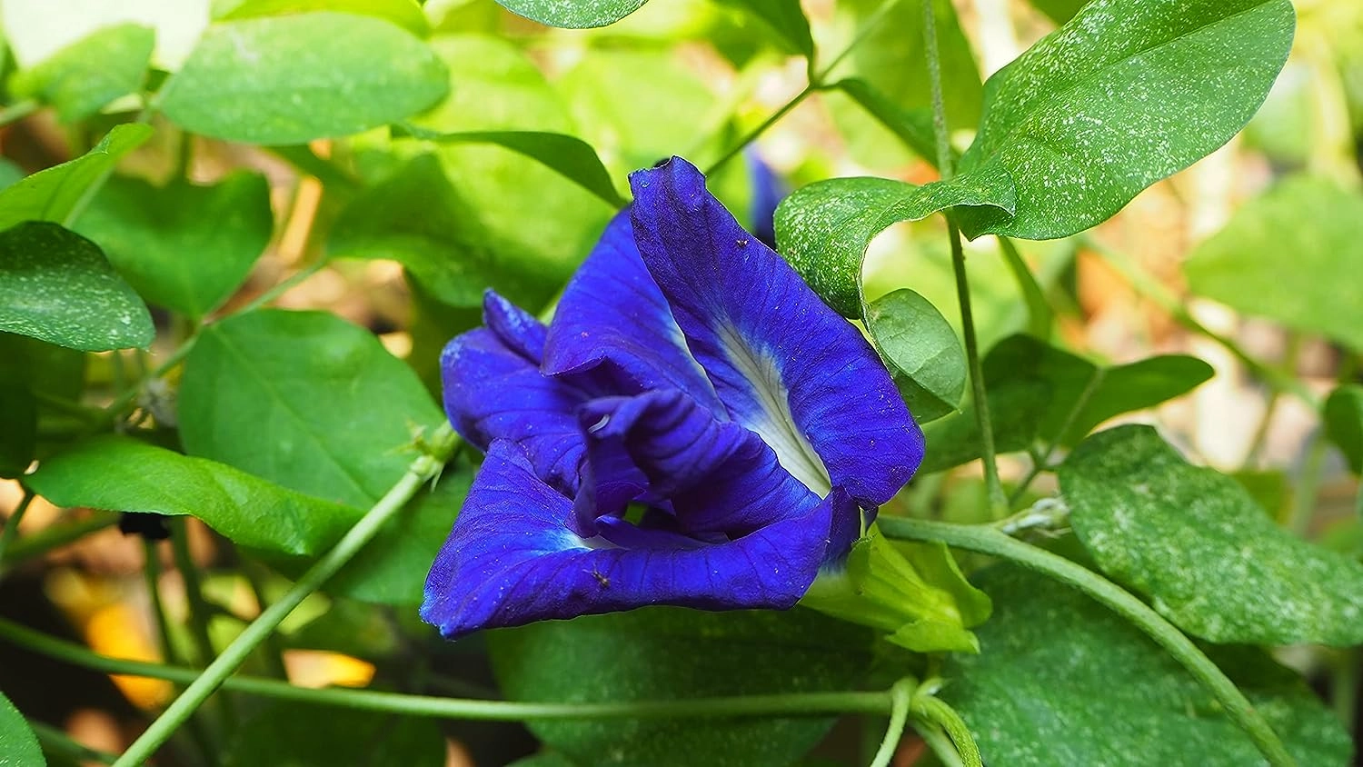 Clitoria Ternatea, Aparajita Mix Flower Seed - 100 Pcs