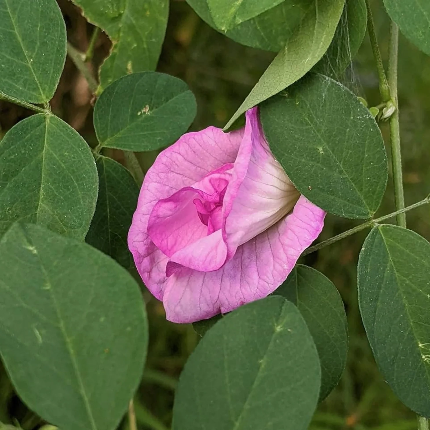 Clitoria Ternatea, Aparajita Mix Flower Seed - 100 Pcs